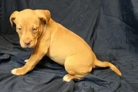 Snickers, a female American Bully for sale in Willits, CA – Photo 2 of 10