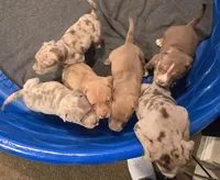 Snickers, a female American Bully for sale in Willits, CA – Photo 10 of 10