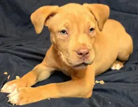 Snickers, a female American Bully for sale in Willits, CA – Photo 1 of 10