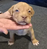 Snickers, a female American Bully for sale in Willits, CA – Photo 5 of 10