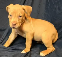 Snickers, a female American Bully for sale in Willits, CA – Photo 6 of 10