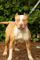 Snickers, a female American Bully for sale in Willits, CA – Photo 8 of 10