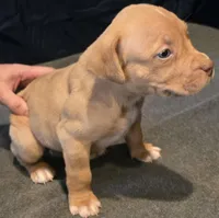 Snickers, a female American Bully for sale in Willits, CA – Photo 4 of 10