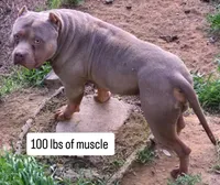 Snickers, a female American Bully for sale in Willits, CA – Photo 7 of 10