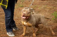Snickers, a female American Bully for sale in Willits, CA – Photo 9 of 10