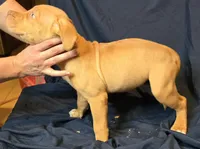 Snickers, a female American Bully for sale in Willits, CA – Photo 3 of 10