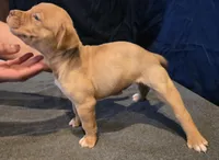 Snickers, a female American Bully for sale in Willits, CA – Photo 6 of 10