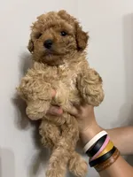 Darkest buff girl, a female Cavapoo for sale in Carthage, TN – 8 of 10