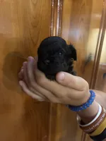 Brown boy, a male Shihpoo for sale in Carthage, TN – 7 of 10