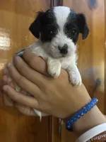 Lots of spots, a male Chipoo for sale in Carthage, TN – 8 of 10