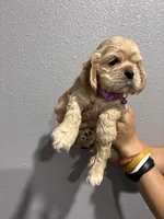 Purple collar girl, a female Cocker Spaniel for sale in Carthage, TN – 8 of 10