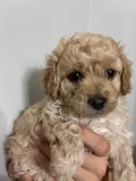 Tiniest girl, a female Cavapoo for sale in Carthage, TN – 7 of 10