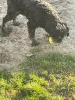 Joe, a male Cavapoo for sale in Carthage, TN – 6 of 10