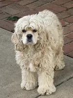 Georgia , a female Cocker Spaniel for sale in Carthage, TN – 2 of 8