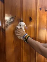 All white boy, a male Chipoo for sale in Carthage, TN – 4 of 10