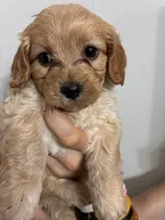 Less curly girl, a female Cavapoo for sale in Carthage, TN – 8 of 10