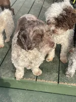 Fancy, a female Cavapoo for sale in Carthage, TN – 6 of 10