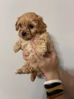 Medium buff girl, a female Cavapoo for sale in Carthage, TN – 7 of 9