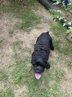 Laken, a female Cocker Spaniel for sale in Carthage, TN – 10 of 10