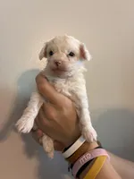 Marshes tiny boy, a male Poodle - Toy  for sale in Carthage, TN – 3 of 10