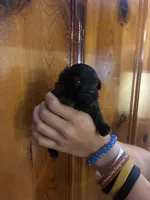 Brown boy, a male Shihpoo for sale in Carthage, TN – 2 of 10