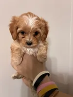 Cavapoo white forhead, a female Cavapoo for sale in Carthage, TN – 5 of 10