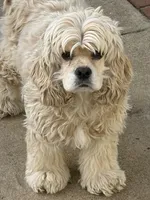Georgia , a female Cocker Spaniel for sale in Carthage, TN – 3 of 8