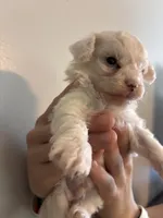 Marshes tiny boy, a male Poodle - Toy  for sale in Carthage, TN – 7 of 10