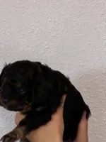 Cavapoo boy, a male Cavapoo for sale in Carthage, TN – 5 of 9