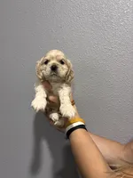 Georgias boy , a male Cocker Spaniel for sale in Carthage, TN – 6 of 10