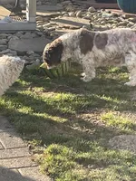 Fancy, a female Cavapoo for sale in Carthage, TN – 4 of 10