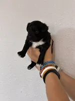 Cavapoo Girl, a female Cavapoo for sale in Carthage, TN – 6 of 10