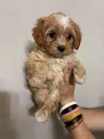 Cavapoo white forhead, a female Cavapoo for sale in Carthage, TN – 9 of 10