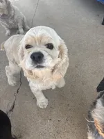 Georgia , a female Cocker Spaniel for sale in Carthage, TN – 6 of 8