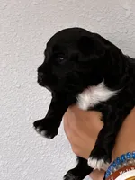 Cavapoo Girl, a female Cavapoo for sale in Carthage, TN – 7 of 10