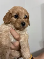 Less curly girl, a female Cavapoo for sale in Carthage, TN – 6 of 10