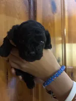 Black, brown, white, a male Shihpoo for sale in Carthage, TN – 10 of 10