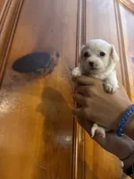 All white boy, a male Chipoo for sale in Carthage, TN – 8 of 10