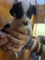 Lots of spots, a male Chipoo for sale in Carthage, TN – 3 of 10
