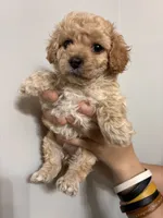 Tiniest girl, a female Cavapoo for sale in Carthage, TN – 10 of 10