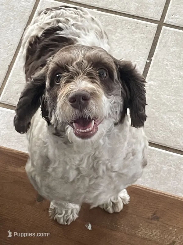 Fancy – Cavapoo puppy for sale in Carthage, TN