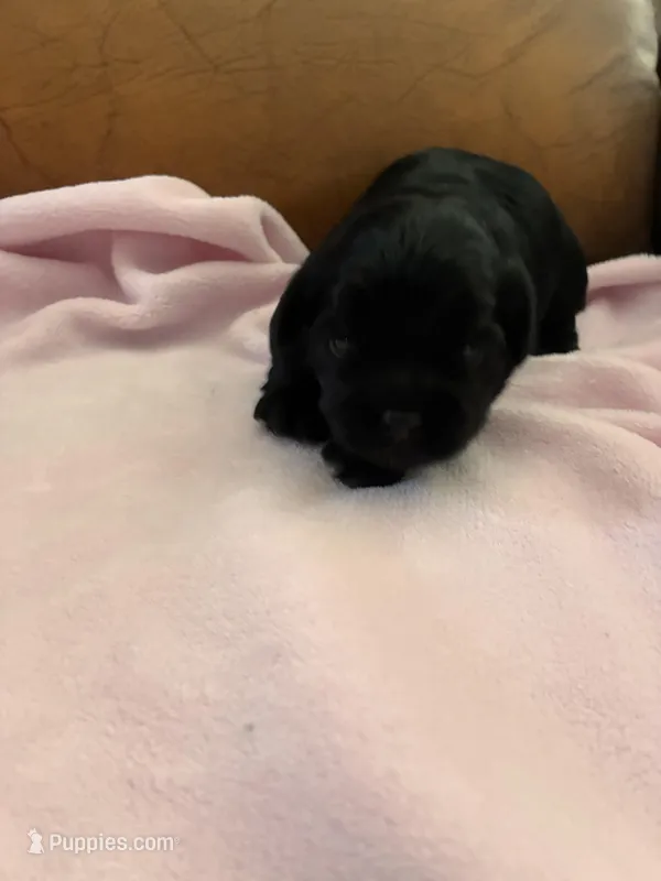 Konas blackie – Cavapoo puppy for sale in Carthage, TN