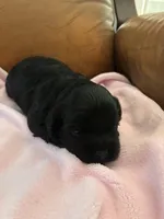 Konas blackie, a female Cavapoo for sale in Carthage, TN – Photo 8 of 10