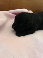 Konas blackie, a female Cavapoo for sale in Carthage, TN – Photo 3 of 10