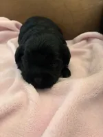 Konas blackie, a female Cavapoo for sale in Carthage, TN – Photo 10 of 10