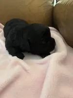 Konas blackie, a female Cavapoo for sale in Carthage, TN – Photo 9 of 10