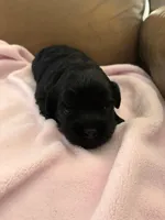 Konas blackie, a female Cavapoo for sale in Carthage, TN – Photo 2 of 10