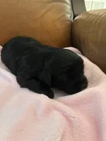 Konas blackie, a female Cavapoo for sale in Carthage, TN – Photo 7 of 10