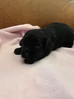 Konas blackie, a female Cavapoo for sale in Carthage, TN – Photo 6 of 10