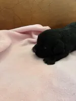 Konas blackie, a female Cavapoo for sale in Carthage, TN – Photo 5 of 10